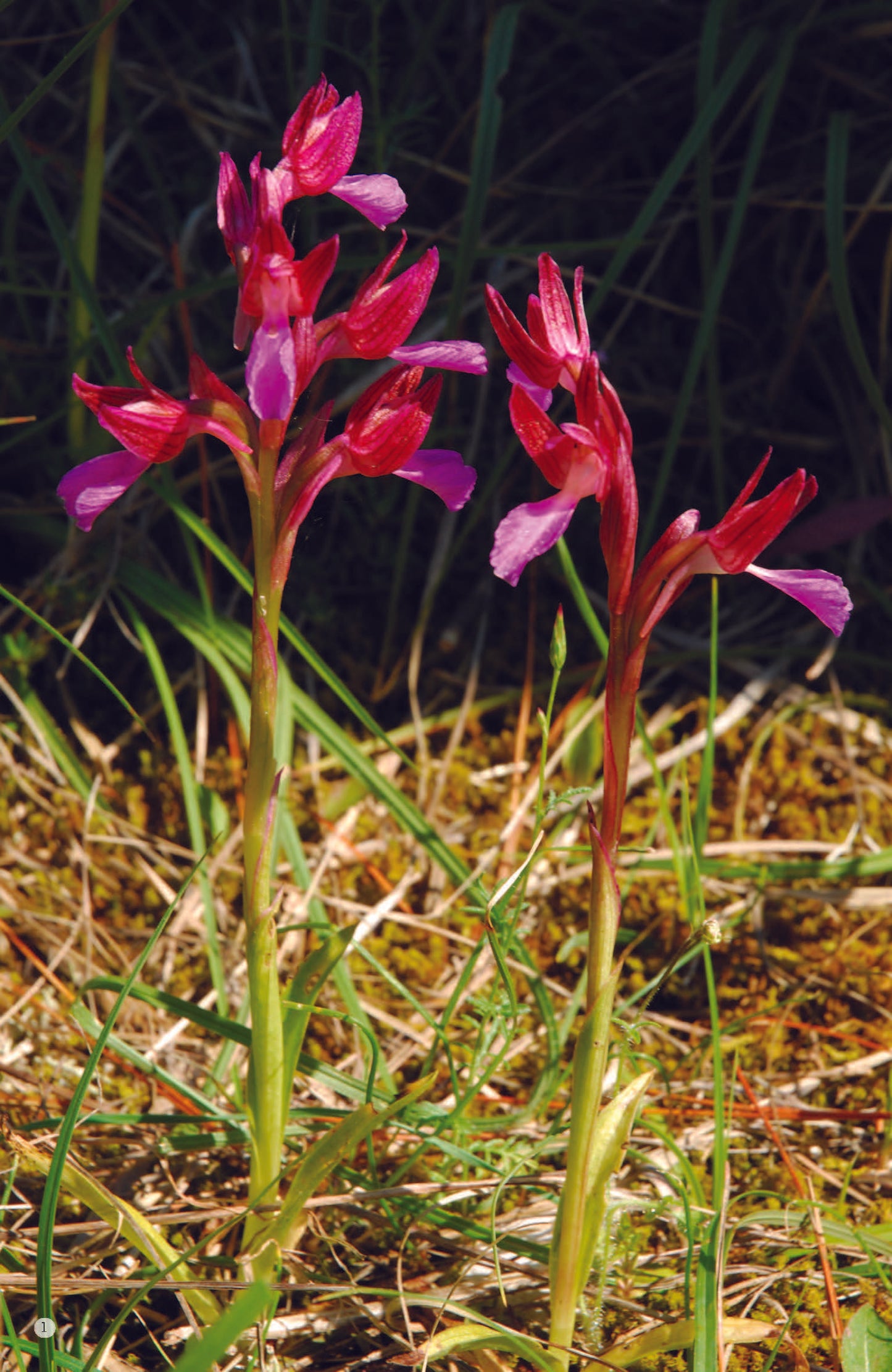 KUKAVIČEVKE V SLOVENIJI